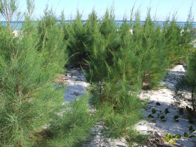 The alien tree Casuarina equisetifolia invading Cayman's coast